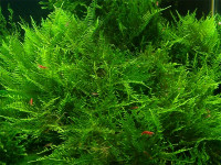 Снимка на Taxiphyllum spec. "Peacock"